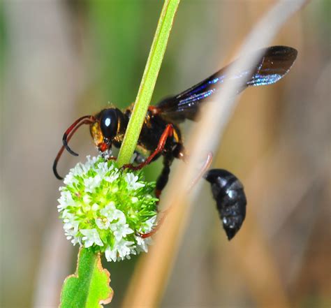 black wasps in florida